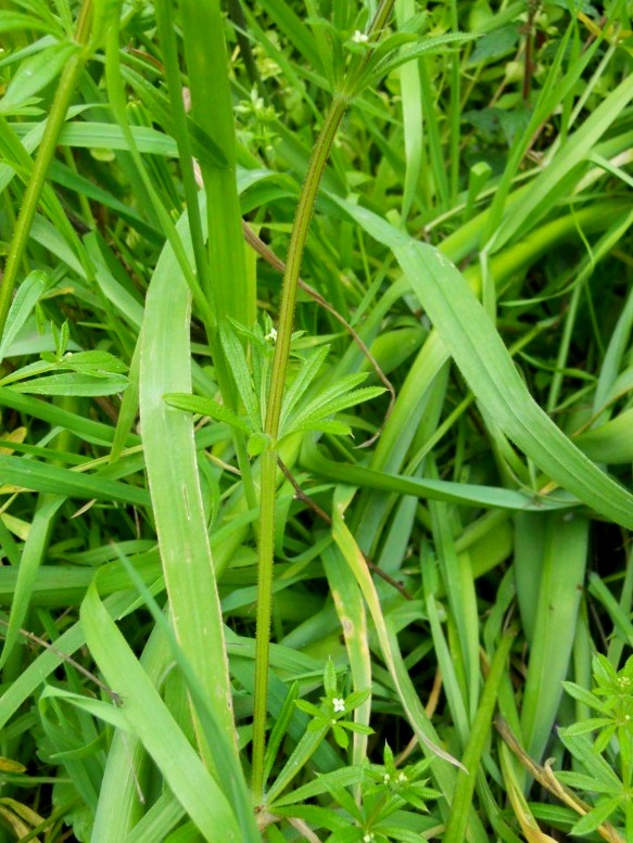 Galium aparine